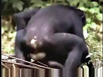 Tanned zoo