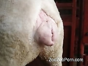 MILF Anal Sex zoo
